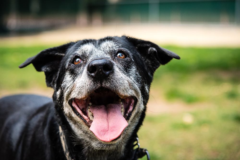 Close-up of a happy elderly black dog with gray muzzle, panting with a large tongue out, looking up, in a vet park setting with soft focus green background.