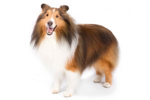 A shetland sheepdog, with a glossy brown, white, and tan coat, stands against a white background at the veterinarian's office, looking cheerful with an open-mouthed smile.