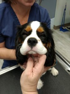 A vet gently holding the face of a cavalier king charles spaniel, highlighting the dog's peaceful expression during a check-up.