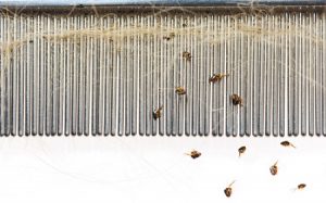 veterinary flea comb