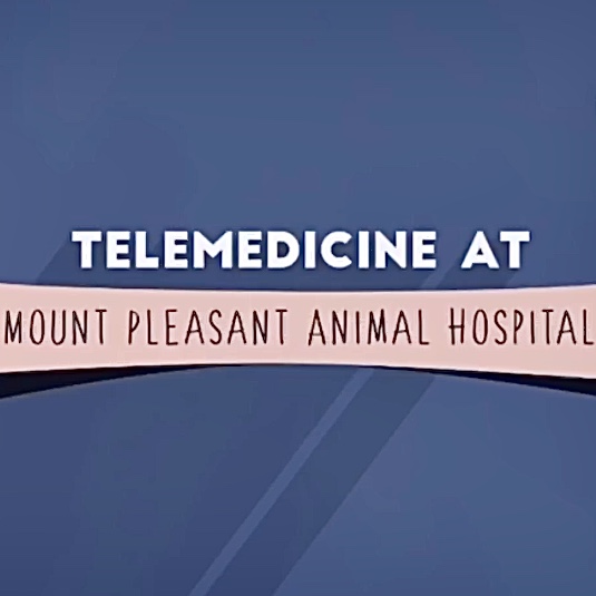 Text on a curved banner reads "telemedicine at Mount Pleasant Animal Hospital" with a vet logo against a blue background.