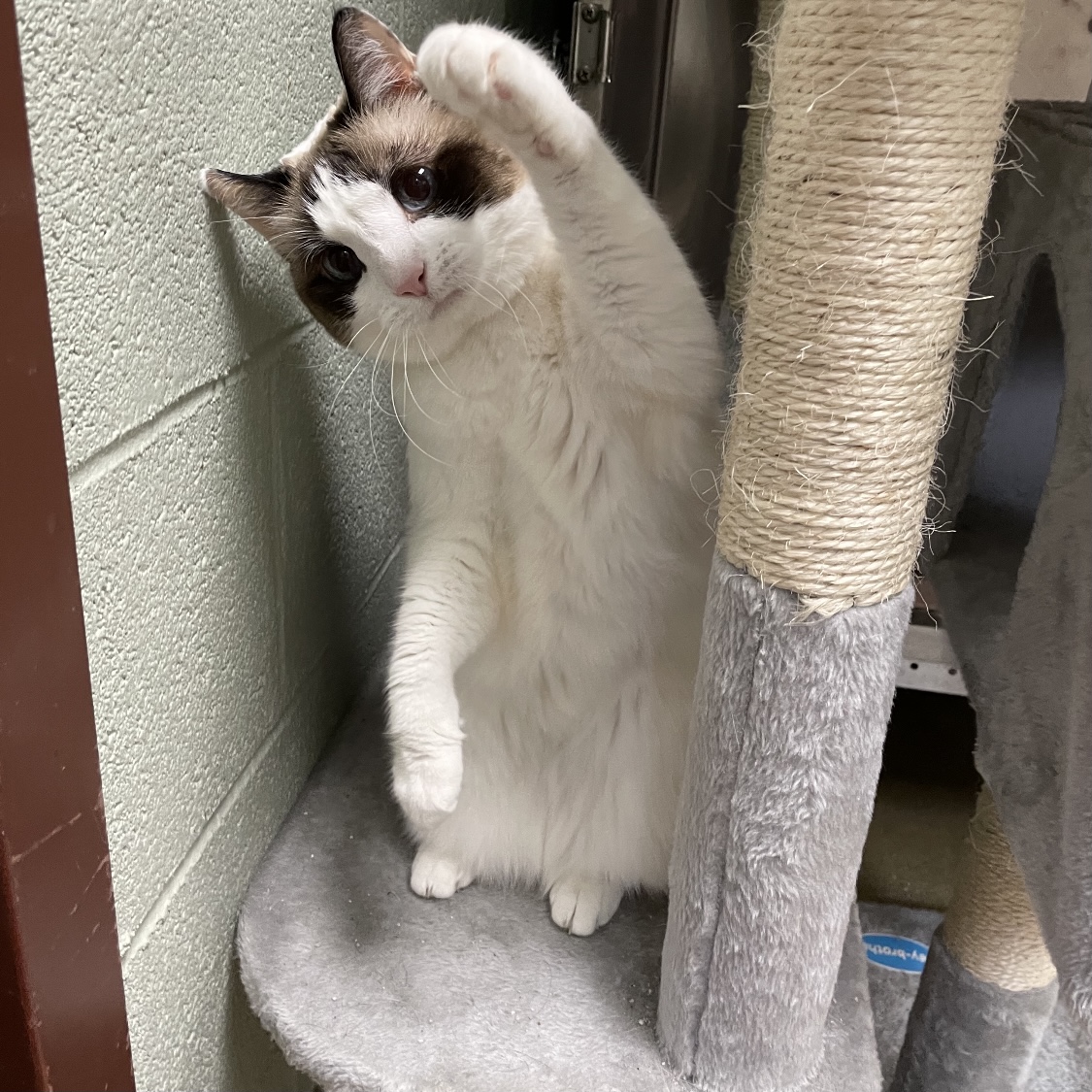 A fluffy white cat with dark markings on its face and ears, playishly raising one paw near a scratching post in a corner, reminiscent of a pose often seen by veterinarians.