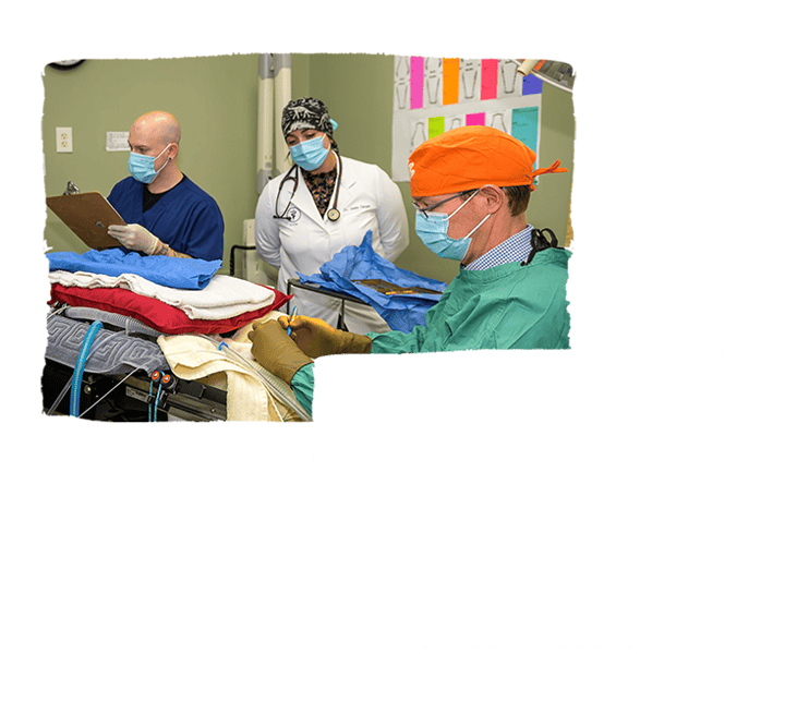 Three vets in surgical attire operate on a dog lying on a table in a clinic, with medical equipment surrounding them.