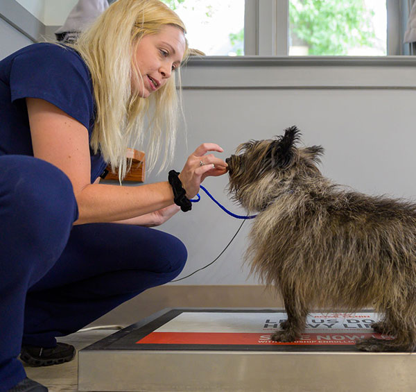 A vet in blue scrubs gently examines a scruffy dog's mouth in a clinic, both attentively focusing on each other during the examination.