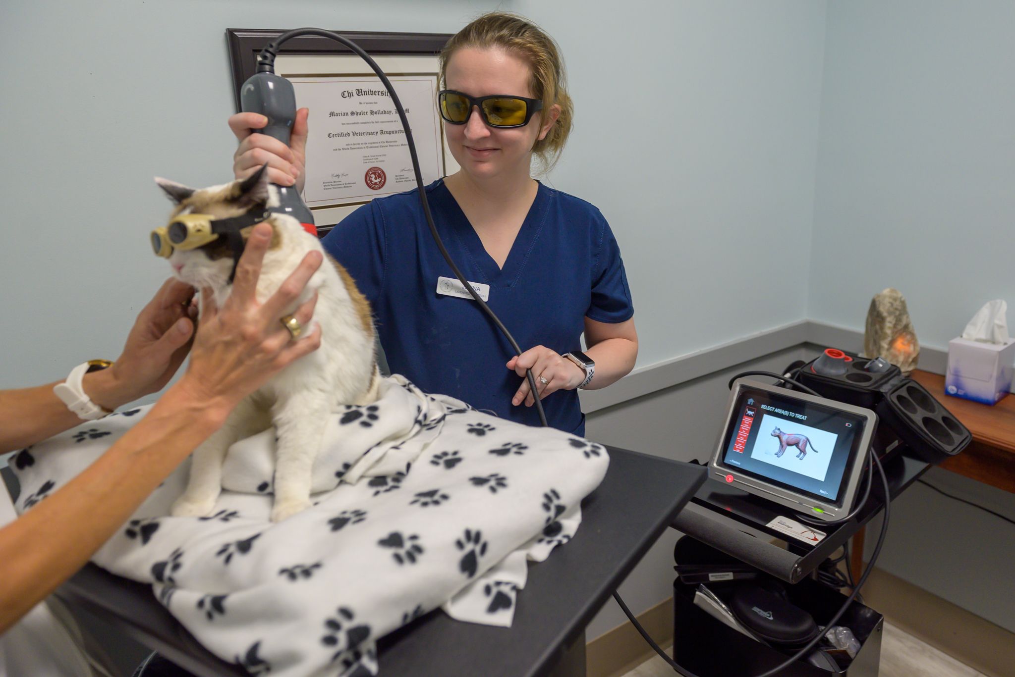 A vet using a laser therapy device on a cat, who is wearing protective goggles, in a clinic setting, with a diagram of a cat on a screen beside them.