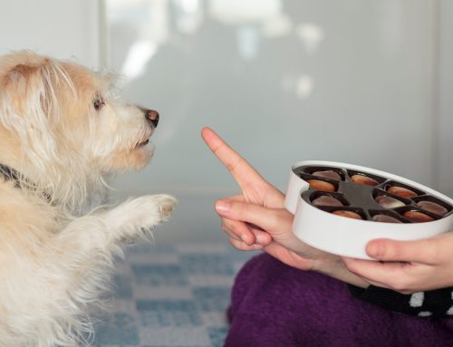 Delicious and Deadly: Chocolate Toxicity in Pets