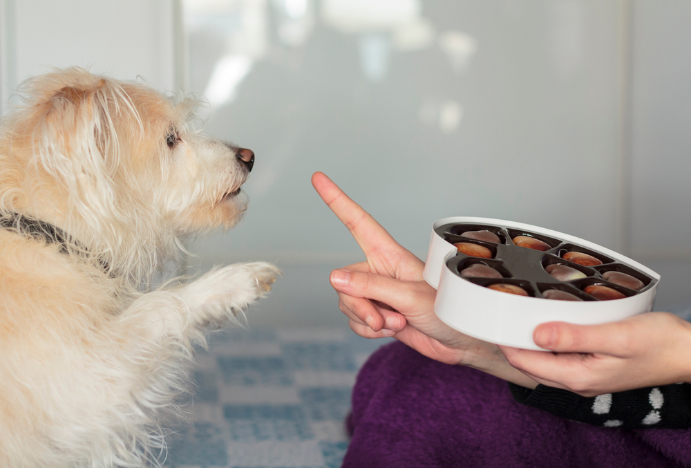 A small dog attentively looks at a box of chocolates held by a person who is gesturing with a finger, indicating the dog should not have any as it may require a visit to the veterinarian.