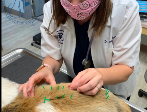 Pinpoint Accuracy—Could Acupuncture Benefit My Pet?