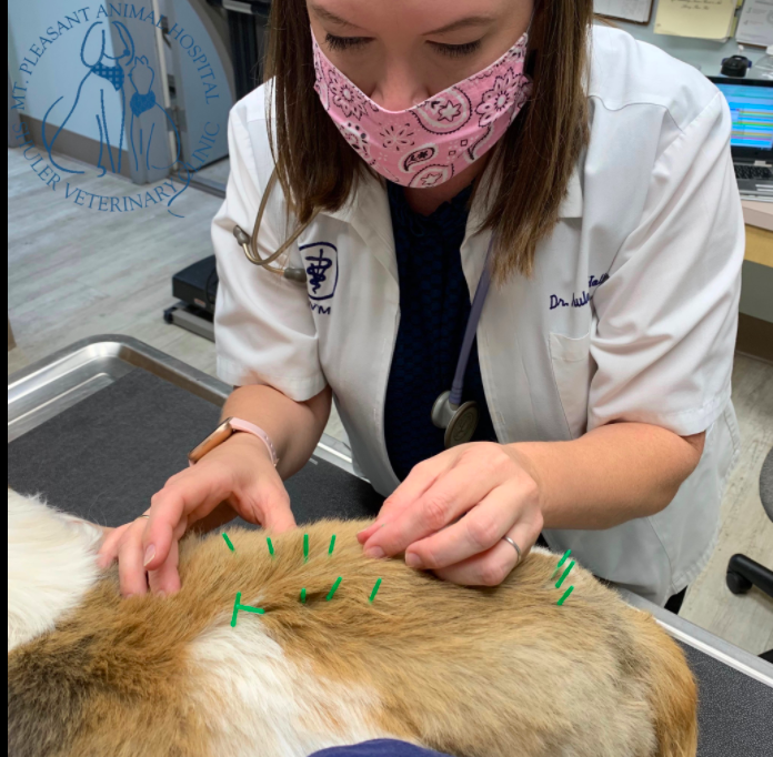 A female vet wearing a pink mask with paw prints is administering acupuncture to a calm dog lying on a table, indicated by multiple green needles on its back.