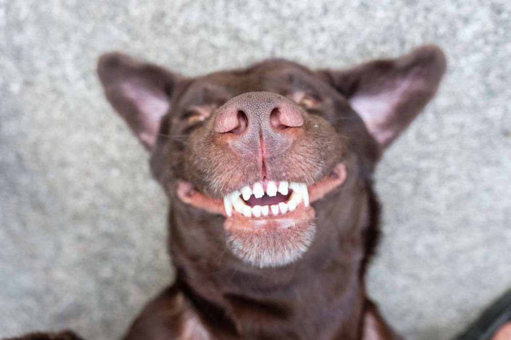 Close-up of a brown dog smiling directly at the camera with a slightly blurred background of a veterinarian's parking lot. The focus is primarily on the dog's nose and visible teeth.