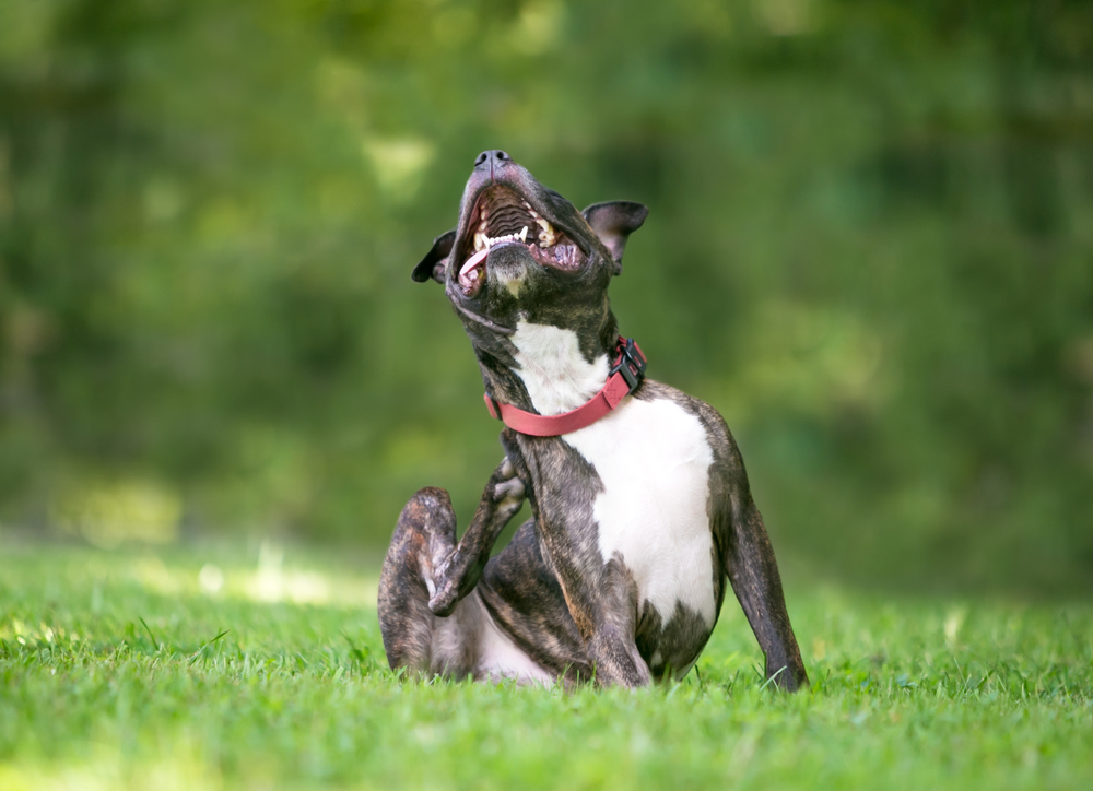 A happy brindle dog with a red collar scratching its neck while sitting on lush green grass, mouth open as if laughing, just back from a visit to the veterinarian.