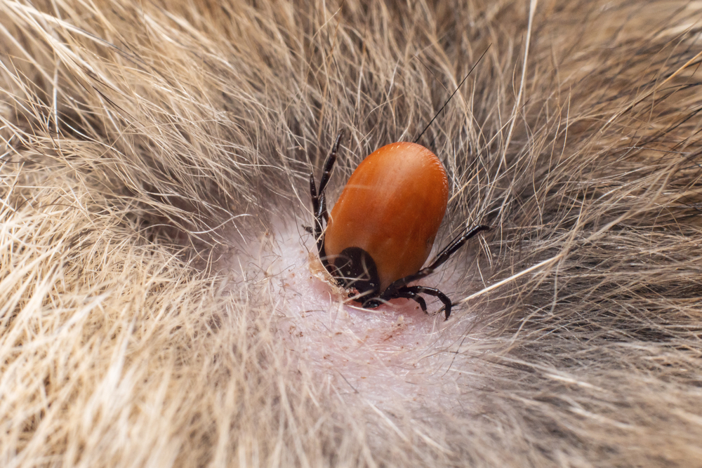 Close-up of a tick embedded in animal fur, examined by a veterinarian, showing detailed features of the tick's body and legs against a background of light-colored fur.