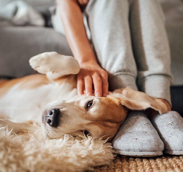 A beagle dog lies comfortably beside a veterinarian's legs, getting petted on a cozy rug. The vet wears gray sweatpants and light grey slippers.