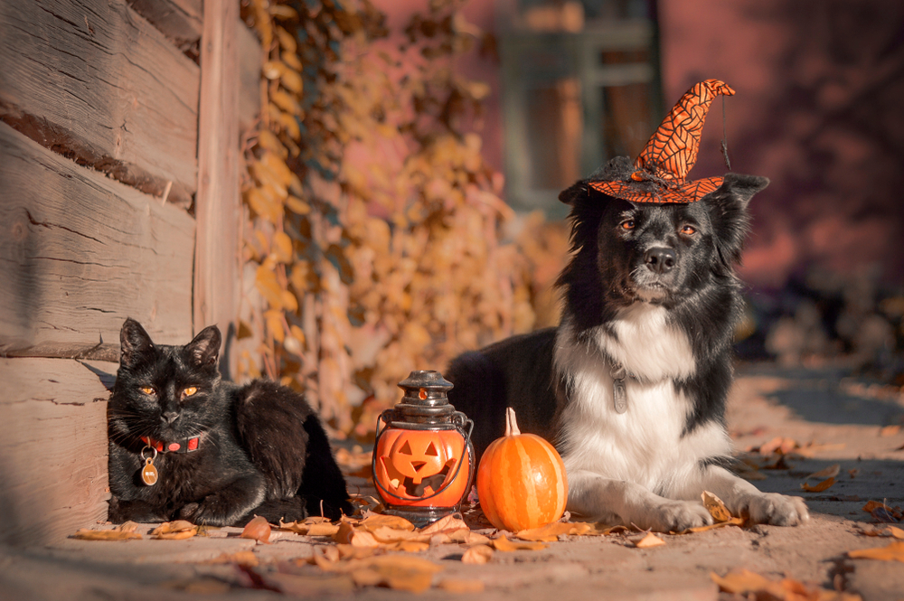 A black cat and a black and white dog wearing a witch hat sit beside a pumpkin and a lantern, surrounded by autumn leaves, after visiting the vet.