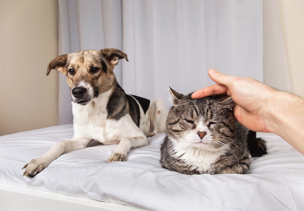 A dog and a cat lying on a bed, with a veterinarian's hand petting the cat's head. The cat seems relaxed with closed eyes, and the dog looks directly at the camera.