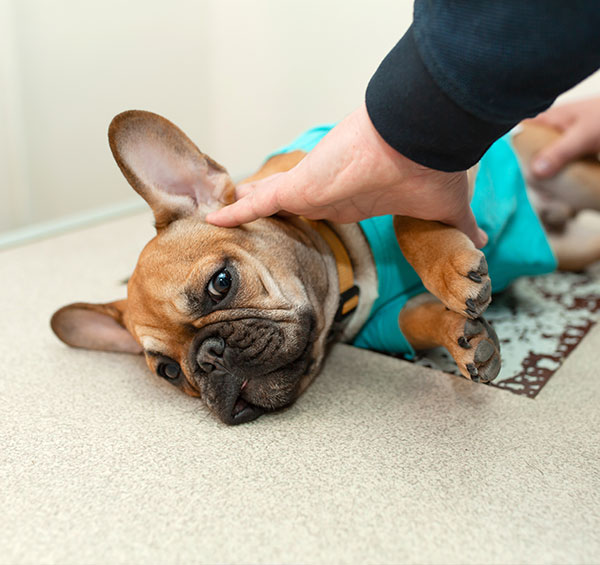 A French bulldog wearing a turquoise shirt lies on its back, getting a gentle pat on the head from a veterinarian's hand. The dog looks relaxed and content on a beige floor.