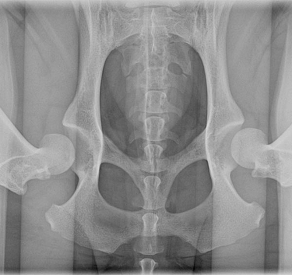 Veterinarian X-ray image showing a frontal view of the pelvis and hip joints, with visible bones and surrounding structures, in grayscale.