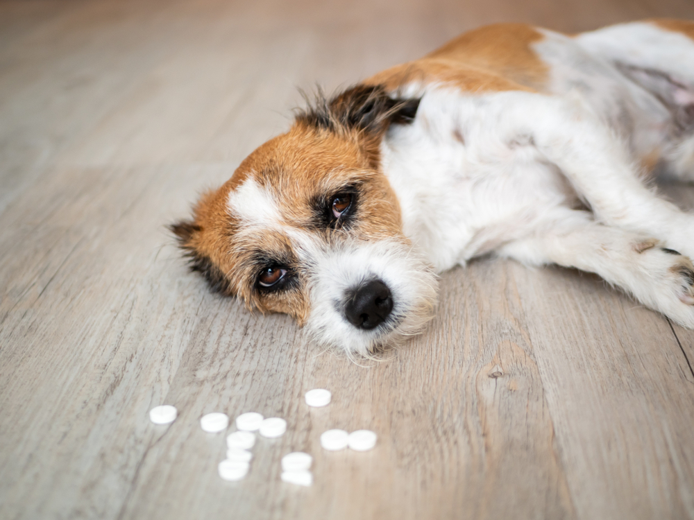 A small, weary-looking dog lies on a wooden floor next to scattered white pills, gazing at the camera with a sad expression, possibly in need of a veterinarian.