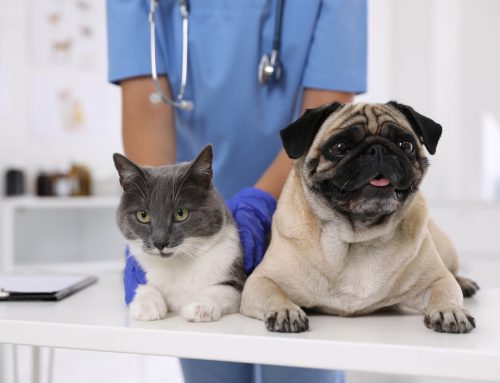 7 Reasons Pre-Vaccination Examinations Are Important for Your Pet