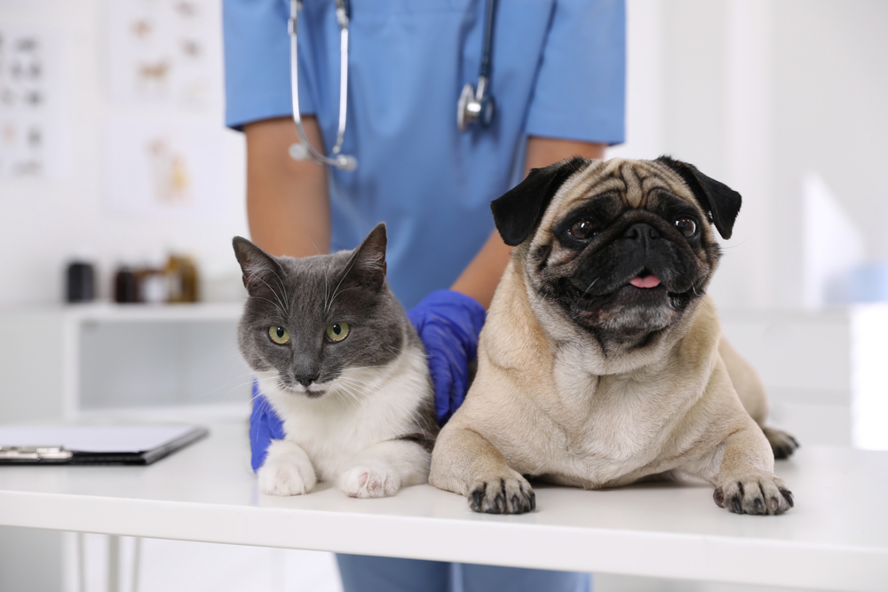 A veterinarian with a stethoscope placing their hand on a pug and a cat sitting on a table in a vet clinic, with medical charts in the background.