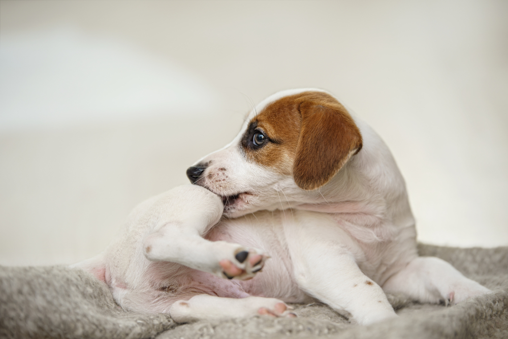 A cute Jack Russell terrier puppy biting its own white and tan paw while lying on a soft grey blanket, destined for a check-up with the veterinarian.