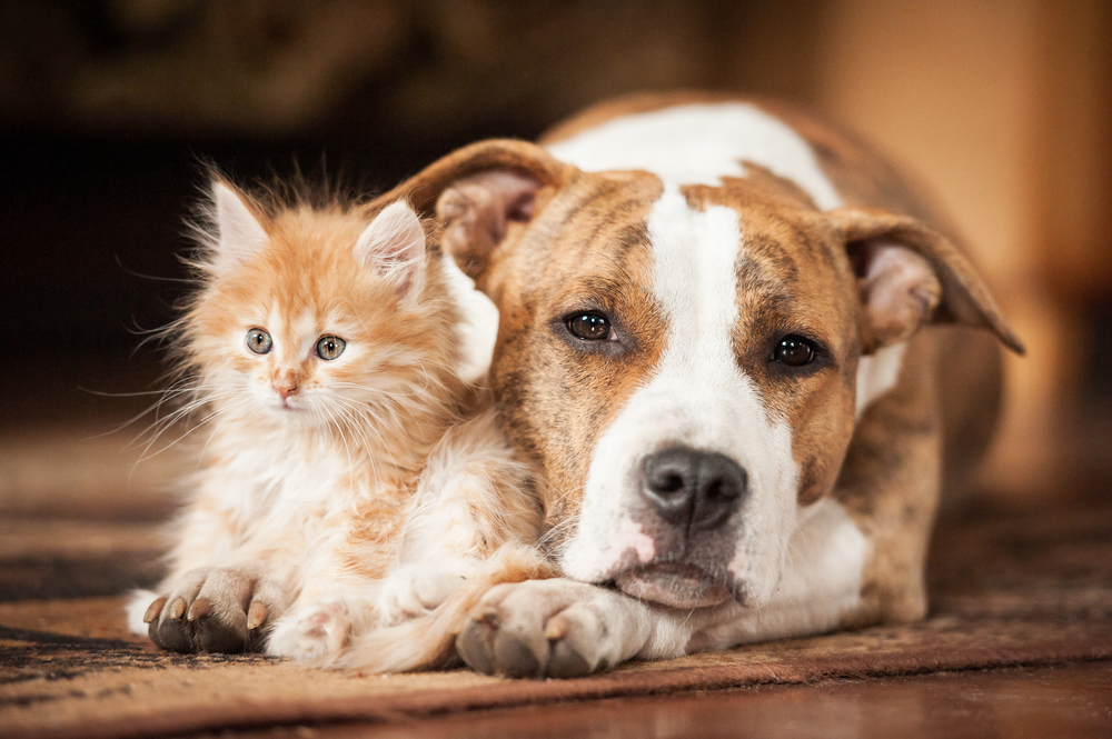 A small, fluffy ginger kitten with wide eyes snuggles close to a calm brindle and white dog, both lying comfortably on a brown textured rug. The pair exudes a sense of warmth and companionship.