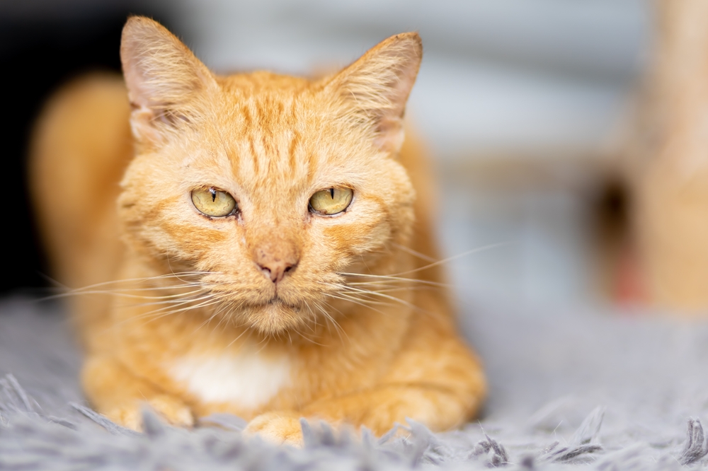 A close-up of an orange tabby cat with green eyes resting on a soft, gray, furry surface. The background is blurred, putting the focus on the cat's face and calm expression. The cat has a small patch of white fur on its chest.