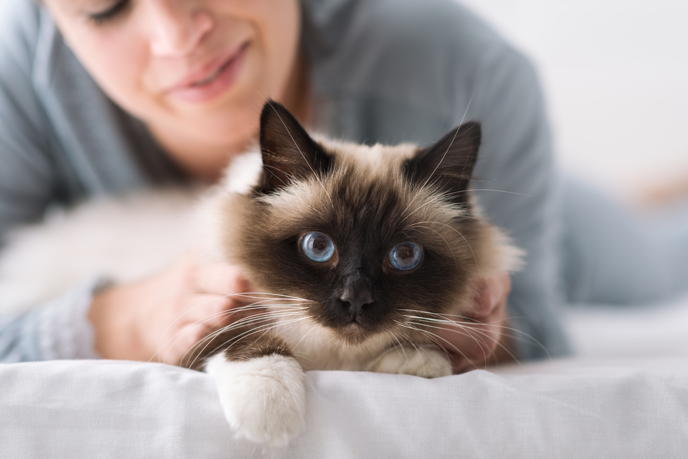 A close-up of a fluffy Siamese cat with striking blue eyes lying on a bed, with a person in the background gently holding the cat. The cat has dark ears, face, and paws, with a lighter fur color on its body. The person is smiling and wearing a gray top.