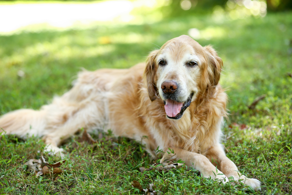 A golden retriever lies on lush green grass outdoors, looking content with its mouth open and tongue slightly out. The background is dappled with sunlight filtering through the trees, giving a warm and serene atmosphere.