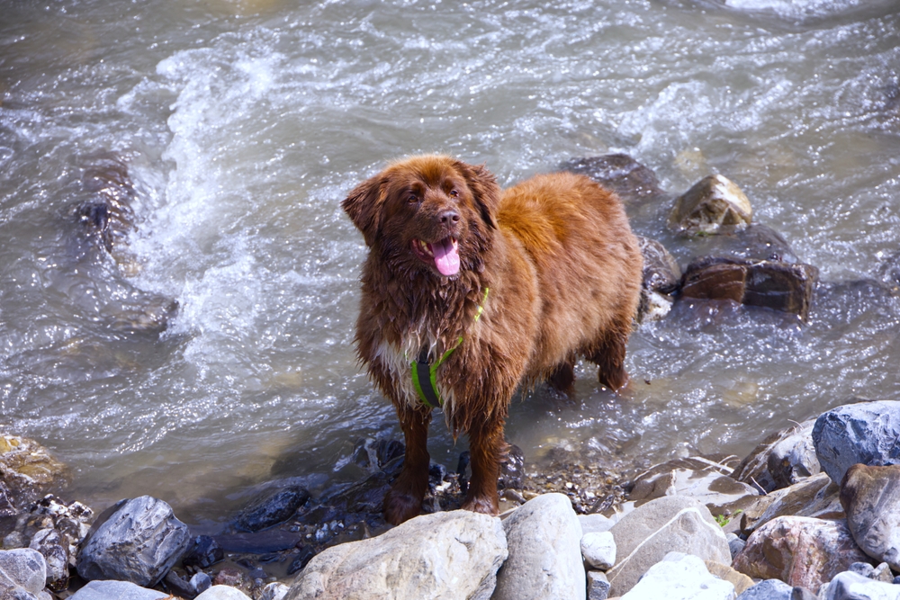 A happy, wet brown dog stands in a shallow, rocky stream with water flowing around it. The dog's tongue is hanging out, and it looks towards the camera. The surrounding area is filled with stones and small rocks.