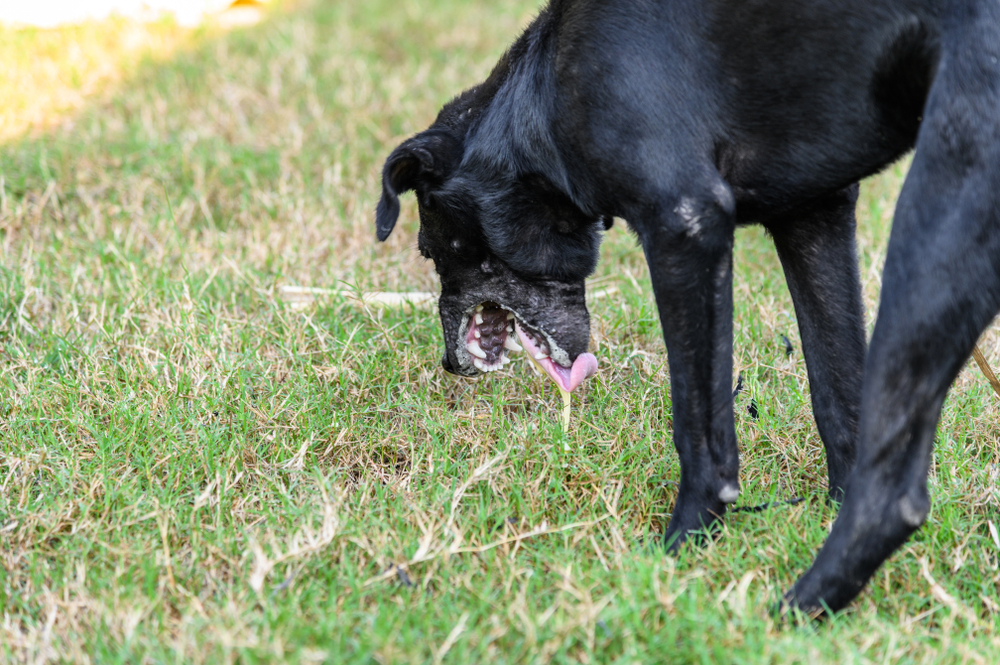 A black dog with a unique facial appearance, including a malformed jaw, is standing on grass. The dog is looking down at the ground, possibly sniffing or licking something. The background shows a grassy area with patches of sunlight and shadows.