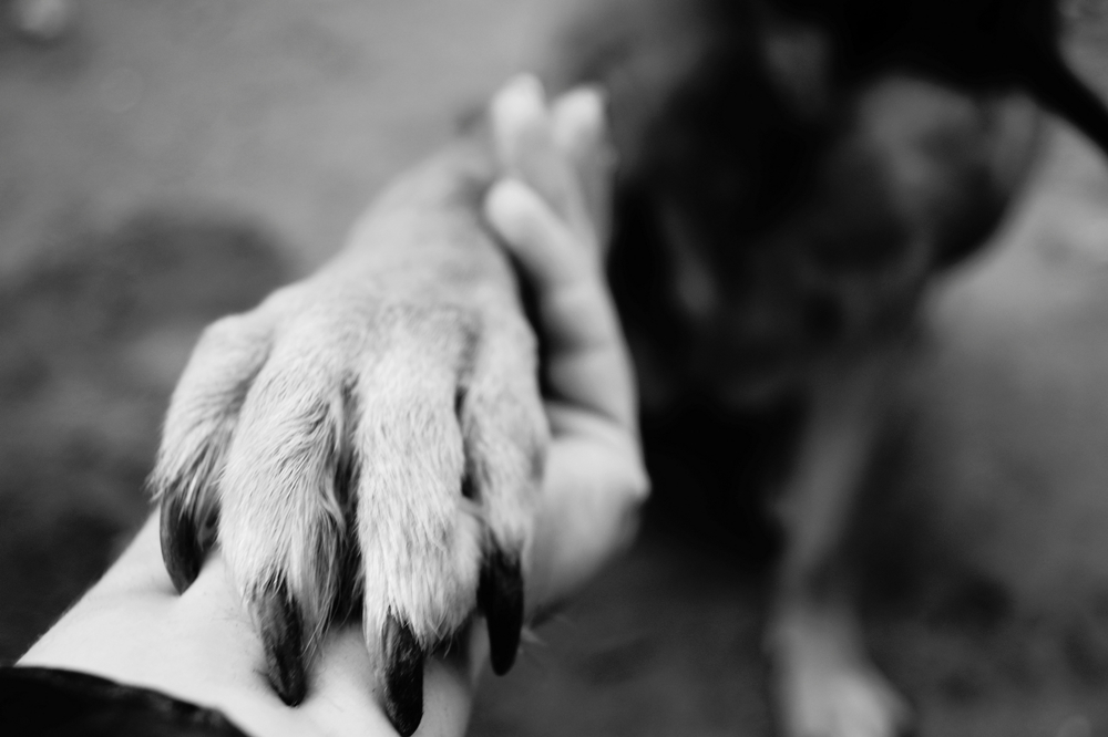 A close-up, black-and-white image of a human hand holding a dog's paw, creating a sense of connection and trust. The dog is slightly blurred in the background, focusing attention on the interaction between the human and the dog.