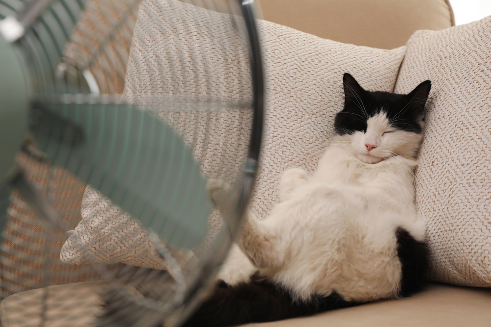 A black and white cat is lounging on a beige sofa with patterned cushions, lying on its back with its eyes closed. In the foreground, a fan with green blades is seen, suggesting the cat is enjoying a cool breeze.