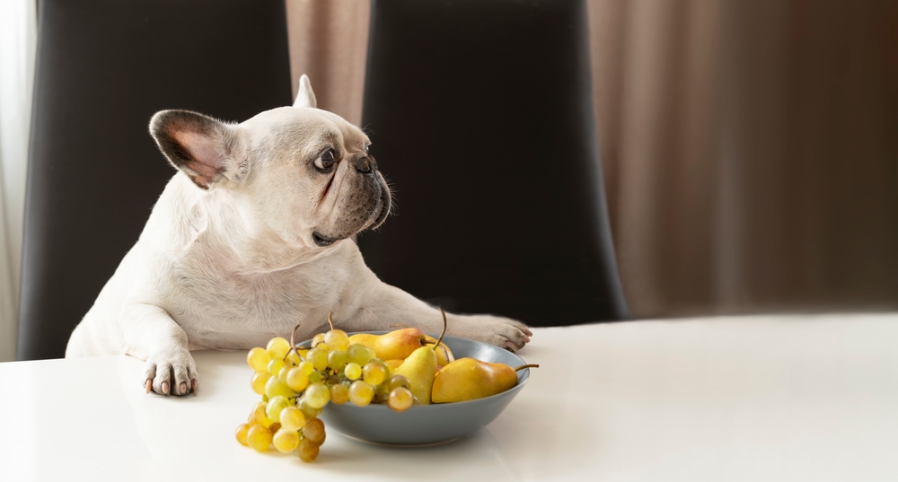 A small white French Bulldog is sitting at a table, reaching towards a blue bowl filled with green grapes and yellow pears. The dog looks to the side with a curious expression. The background features black chairs and blurred brown curtains.