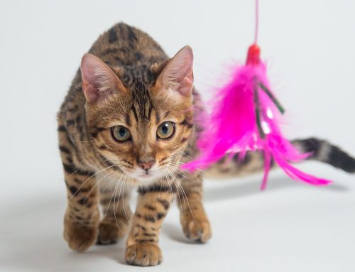 Happy Cat Month: How to Keep Your Cat Happy