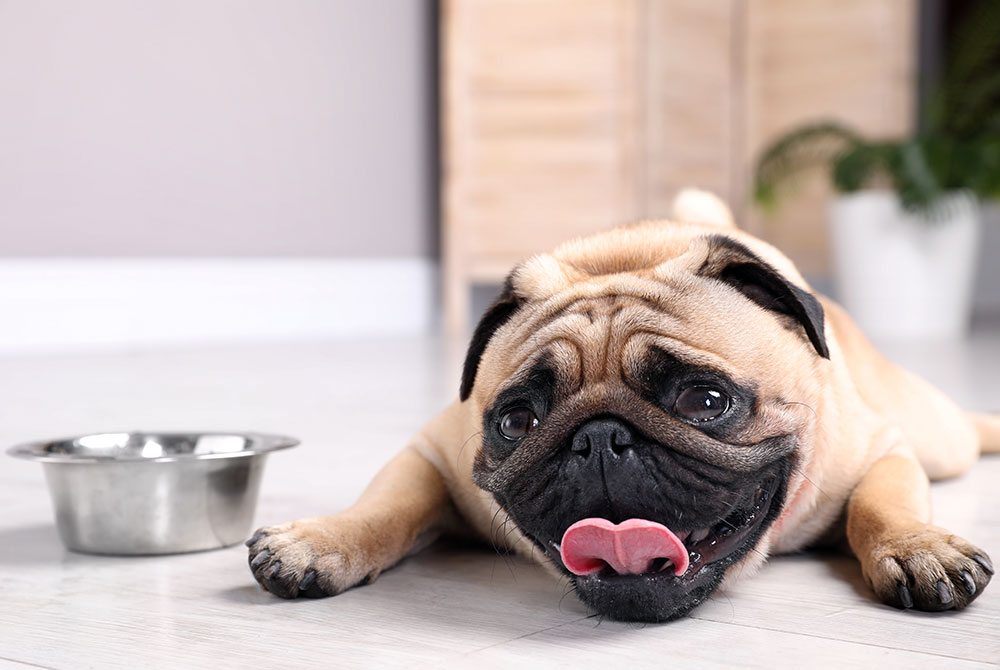 A fawn-colored pug lies on the floor with its tongue out, next to a metal dog bowl. Its expression appears relaxed and content, and it is indoors with a blurred background that includes some furniture and a houseplant.