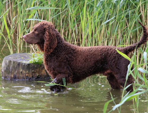 Understanding Leptospirosis and Giardia: What Pet Owners in Charleston, SC Need to Know