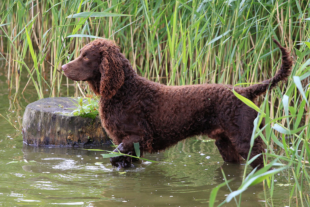 A brown curly-haired dog stands with its front paws on a submerged log in a body of water, surrounded by tall green reeds.