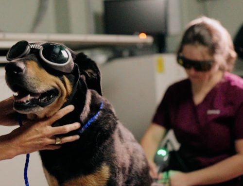 Laser Therapy for Dogs and Cats