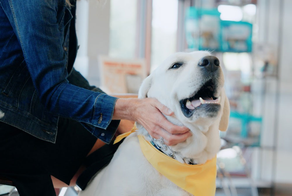 Dog Smiling | Is My Pet Overweight | Mount Pleasant Animal Hospital | Mount Pleasant SC