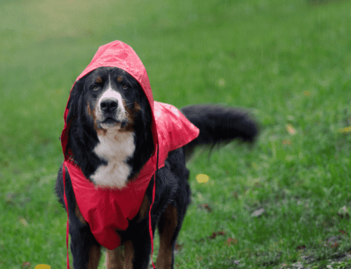 Get A Hurricane Kit Ready For Your Pets!