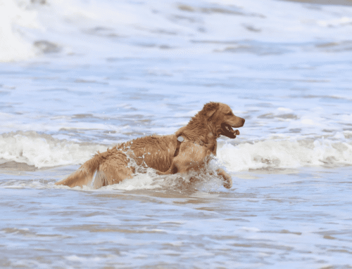 Summer Swimmers: Dog Ear Infection Tips