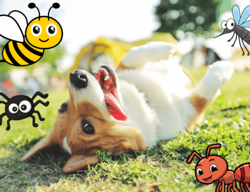 How to Take the Sting Out of Dog Insect Bites