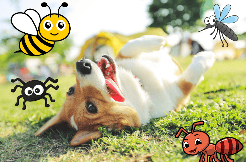 Corgi rolling in grass with insects | Dog Insect Bites | Mount Pleasant Animal Hospital | Mount Pleasant SC
