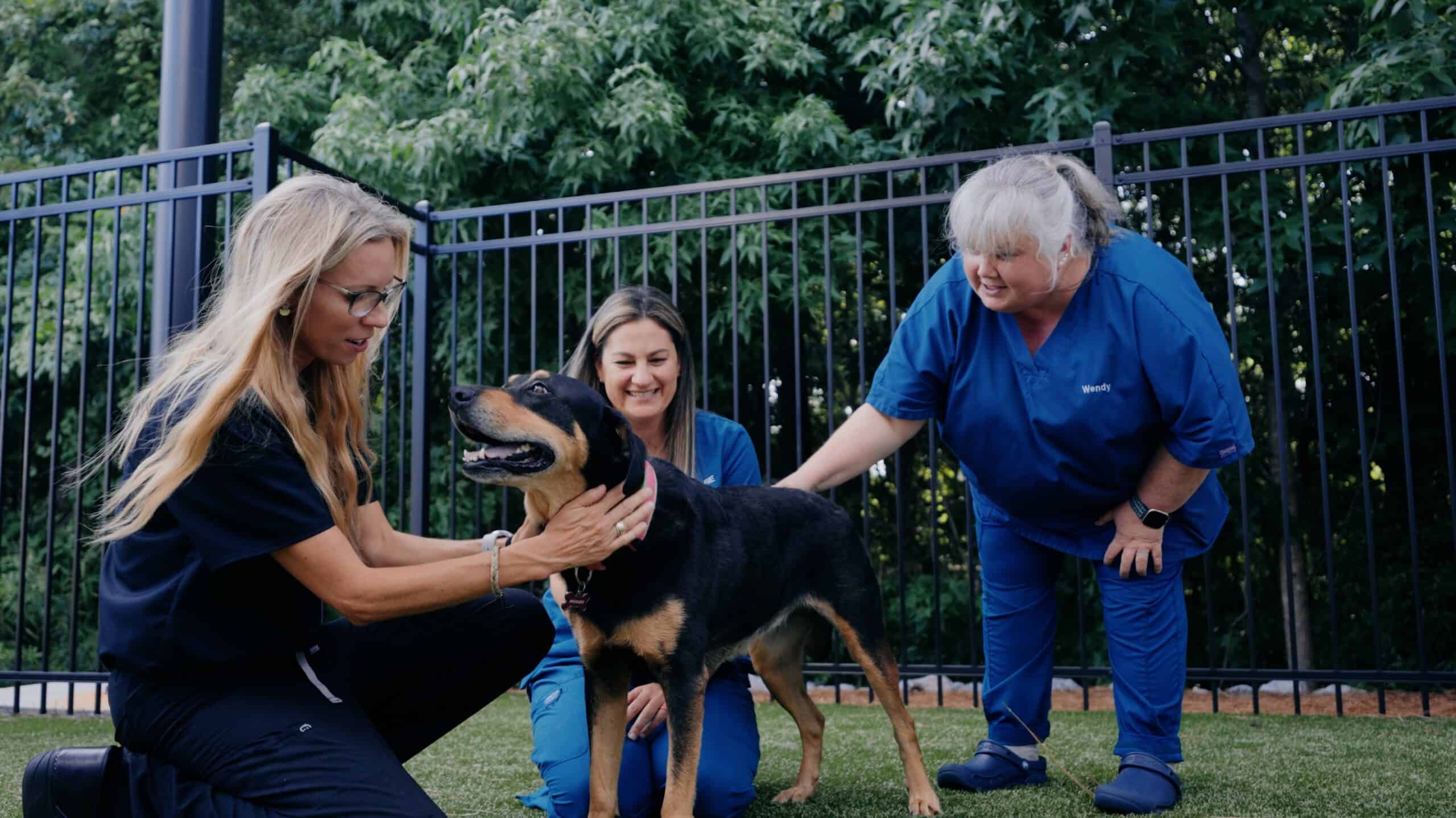 Cat and Dog Microchips Mt Pleasant SC Cat and Dog Microchips Mt Pleasant SC