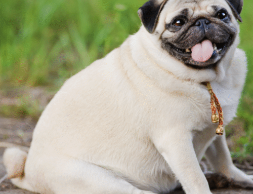 Weight Matters: Preventing & Managing Obesity in Dogs and Cats