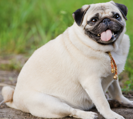 Obese pug sitting on a sidewalk | Obesity in dogs and cats | Mount Pleasant Animal Hospital | Mount Pleasant SC