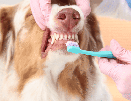 Cat and Dog Teeth Brushing: How-To for Pets