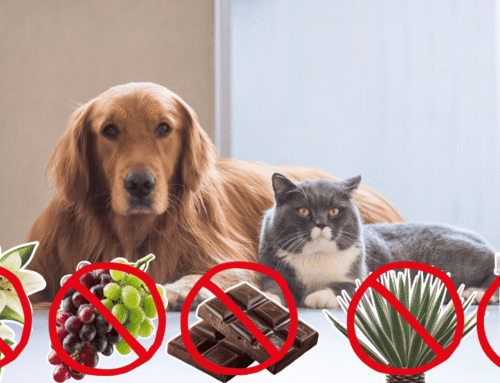 Cat and Dog Poison Prevention: Poison Prevention Month
