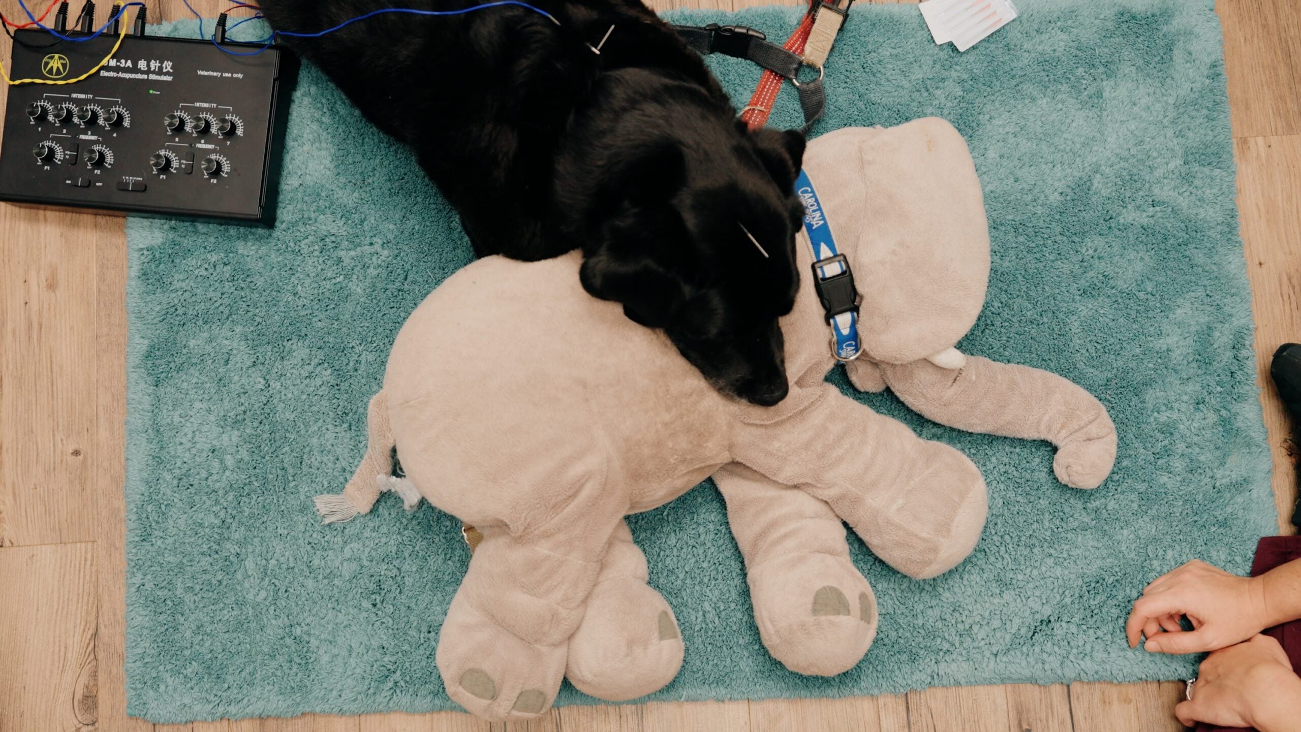How Veterinary Acupuncture Helps Pets How Veterinary Acupuncture Helps Pets